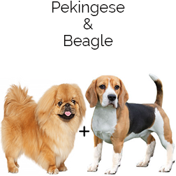 Peagle Dog